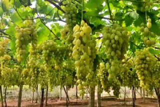 Grape farmers facing market problem at Kolar