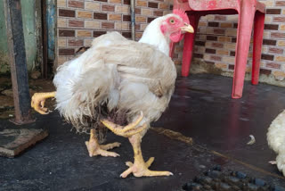 Four leg Chicke