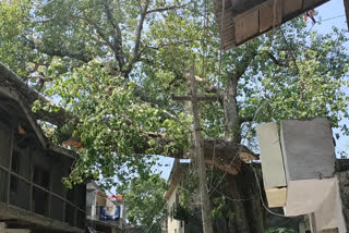 peepal tree fell on jugal sarai