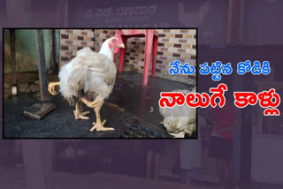 Four leg Chicken in Hubli