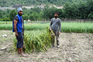 garlic farming