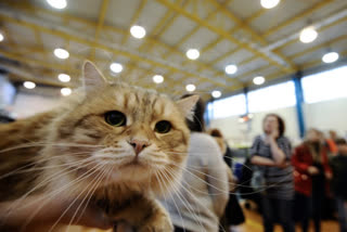 Stowaway cat from China freed after 3 months in quarantine