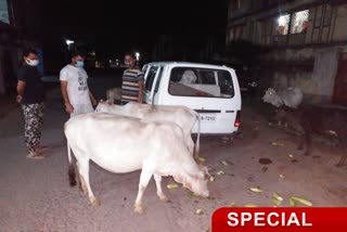 Five friends feeding food to animals in hazaribag