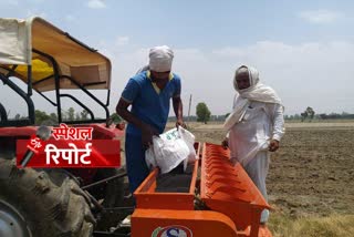 Gohana Farmers transplanting paddy