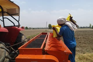 Gohana Farmers transplanting paddy