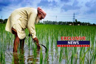 Black marketing of paddy seeds in karnal