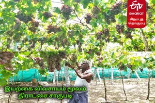 organic grapes farming in perambalur