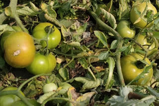 tomato farmers in loss due to lockdown