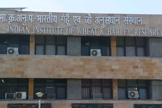 record-production-of-wheat-in-india