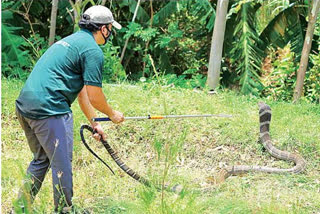 14-feet-india-cobra-snake-caught-at-thangudubilli-in-vishaka-district