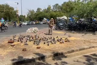 amar colony asi ratan singh feeding birds during lockdown