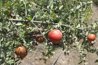 Fear of failure of pomegranate crop