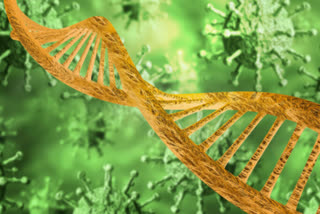 COVID-19 study looks at genetics of healthy people who develop severe illness