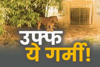 Effect of scorching heat on animals in Tata Zoological Park Zoo in jamshedpur
