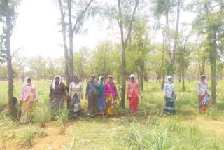 lady famers are becoming self dependent by growing lemon grass in dhamtari