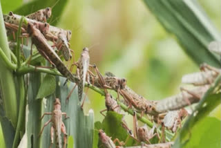 Swarms of locusts seen at a village in Madhya Pradesh