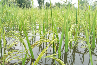 Agricultural field effected by flood in Nowboicha