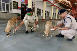 Rpf jawans posted at delhi cantt railway station feeding stray dogs during lockdown