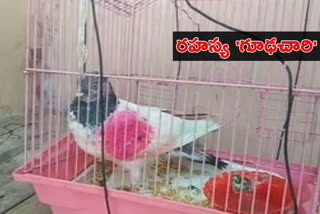 Suspected 'spy' pigeon from Pakistan captured along IB in J-K