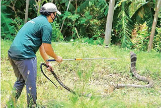 king cobra caught in chidikada of vishaka district