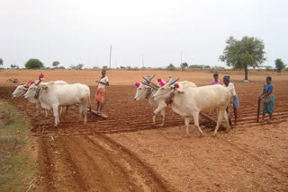 Farmers returns to Agriculture after coronavirus  came to Leverage