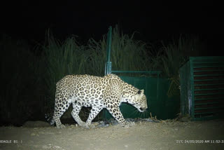 Leopard movement captured in trap camera of Barwani Forest Department