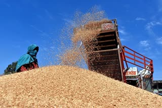 wheat procurement