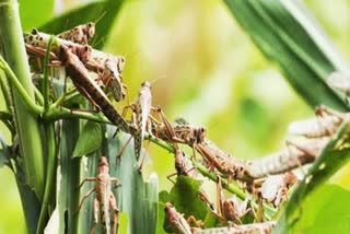 Desert locusts entered Vidarbha