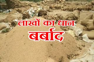 lakhs of paddy ruined