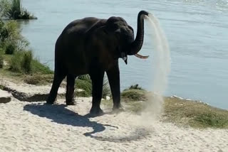 elephant taking bath haridwar news, हरिद्वार गंगा में नहाता हाथी समाचार