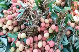 gorakhpur litchi