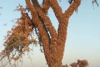 risk of locusts on crops