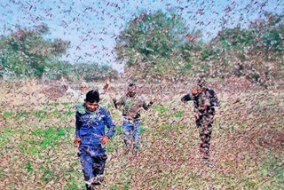 locust attack threat on mandla