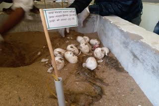 alligators hatching