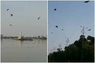 fluttering bats due to heavy sunshine in hyderabad city