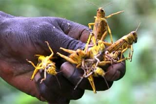 Grasshoppers that feed 35 thousand food in one day