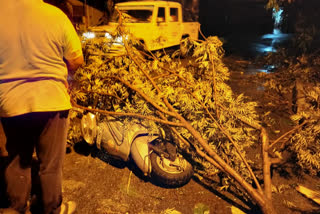 Woman died falling tree