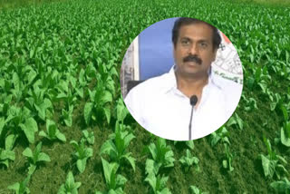 State Agriculture Minister Kurasala Kannababu has decided to reduce the area of ​​tobacco cultivation by 20 per cent by next year