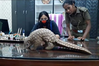 Pangolin rescued from a quarantine facility in Athagarh area in Cuttack