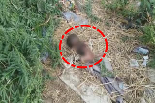 The unidentified persons left the baby girl in the Fence at Produttur in Kadapa District