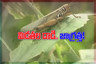 Fights Biggest Attack By Crop Eating Locusts in telugu states