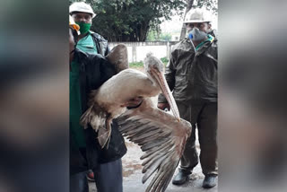 Odisha Forest Department rescues American Brown Pelicans