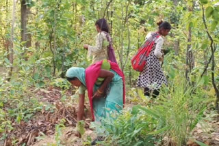 villagers got income by collecting Tendupatta in Surajpur