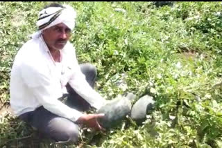 farmers in washim