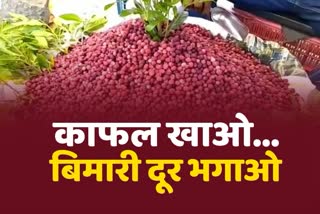 special story on Kafal fruit