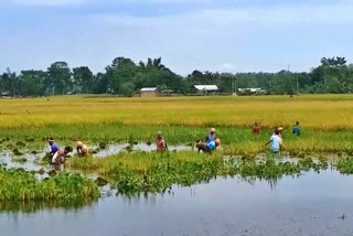 মৰিগাঁৱত কৃষকসকলৰ দুৰাৱস্থা