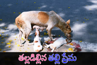 dog baby death in thirupathi