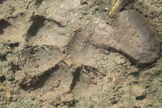 Leopard traces found at a rehabilitation center at vijayapura