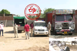 A slaughterhouse was seized at the seam of Mandali