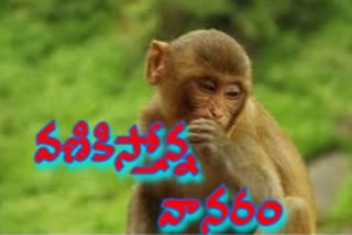 Ten members injured in monkey attack in dharshi prakasam district